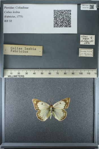 Media type: image;   Entomology 181748